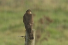 Sparrowhawk by Mick Dryden Sparrowhawk by Mick Dryden
