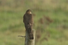 Sparrowhawk by Mick Dryden