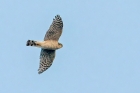 Sparrowhawk by Romano da Costa Sparrowhawk by Romano da Costa
