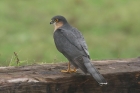 Sparrowhawk by Mick Dryden Sparrowhawk by Mick Dryden