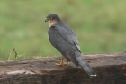 Sparrowhawk by Mick Dryden