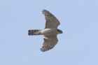 Sparrowhawk by Mick Dryden