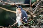 Sparrowhawk by Liliane Perdriat