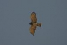 Short-toed Eagle by Mick Dryden Short-toed Eagle by Mick Dryden