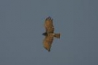 Short-toed Eagle by Mick Dryden