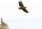 White-tailed Eagle by Robert Foyle