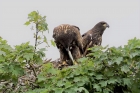 White-tailed Eagles by Robert Foyle
