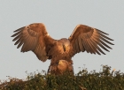 White tailed Eagles by Robert Foyle