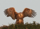 White tailed Eagle by Robert Foyle