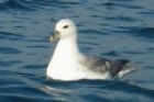 Northern Fulmar by Kevin Mansell