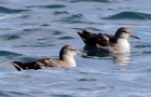 Balearic Shearwaters by Donna de Gruchy