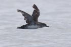 Balearic Shearwater by Regis Perdriat