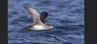 Balearic Shearwater by John Ovenden