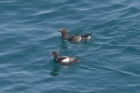 Black Guillemot by Mick Dryden