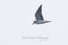 Black Tern by John Ovenden Black Tern by John Ovenden