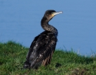 Cormorant by Peter Chowne