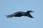 Cormorant by Mick Dryden