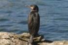 Cormorant by Mick Dryden