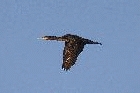 Cormorant by Mick Dryden Cormorant by Mick Dryden