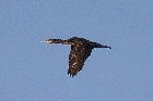 Cormorant by Mick Dryden