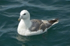 Northern Fulmar by Alan Gicquel