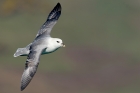 Fulmar by Romano da Costa