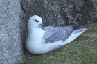 Fulmar by Mick Dryden