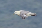 Fulmar by Mick Dryden Fulmar by Mick Dryden