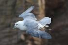 Northern Fulmar by Mick Dryden