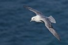 Fulmar by Mick Dryden Fulmar by Mick Dryden