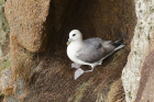 Fulmar by Mick Dryden Fulmar by Mick Dryden