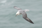 Fulmar by Mick Dryden