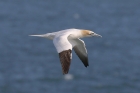 Gannet by Mick Dryden Gannet by Mick Dryden