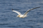 Gannet by Mick Dryden