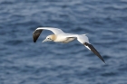 Gannet by Mick Dryden