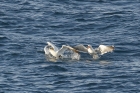 Gannet and GBBG by Mick Dryden Gannet and GBBG by Mick Dryden