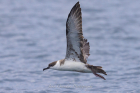 Great Shearwater by John Ovenden