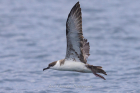 Great Shearwater by John Ovenden Great Shearwater by John Ovenden