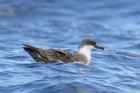 Great Shearwater by Mick Dryden