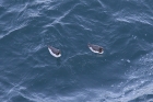 Guillemot by Mick Dryden Guillemot by Mick Dryden