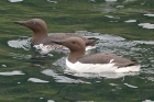 Guillemots by Keith Pyman