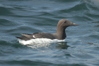 Guillemot by Mick Dryden