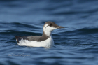 Guillemot by John Ovenden