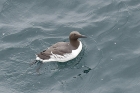 Guillemot by Mick Dryden