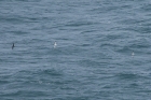 Manx Shearwaters by Mick Dryden