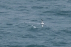 Manx Shearwater by Mick Dryden Manx Shearwater by Mick Dryden