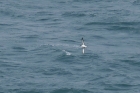 Manx Shearwater by Mick Dryden