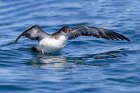 Manx Shearwater by John Ovenden