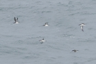 Manx Shearwaters by Mick Dryden