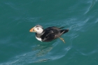 Puffin by Mick Dryden